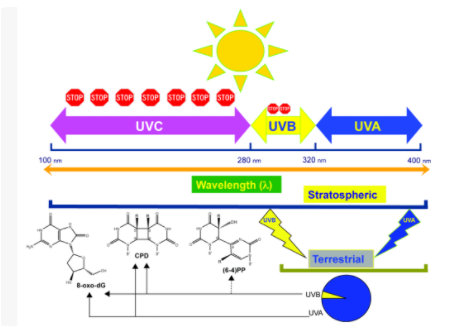立洋光电 I UVA LED紫外光源 科技革新应用领域！